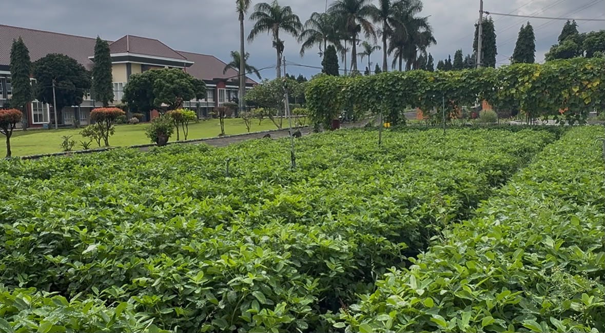 Kebun Sayuran
